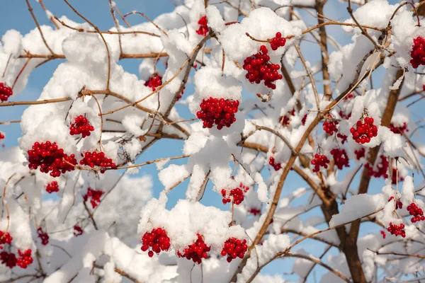 Bagas Viburnum cobertas de neve — Fotografia de Stock