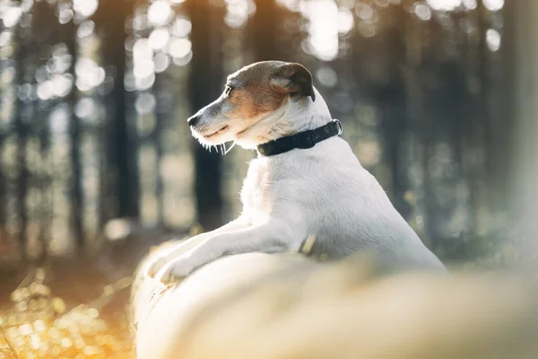Jack russel terrier dog in autumn forest — Stock Photo, Image