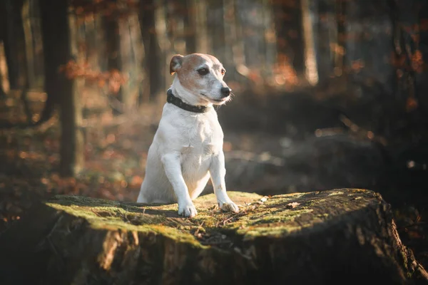 Jack russel terrier dog in autumn forest — Stock Photo, Image