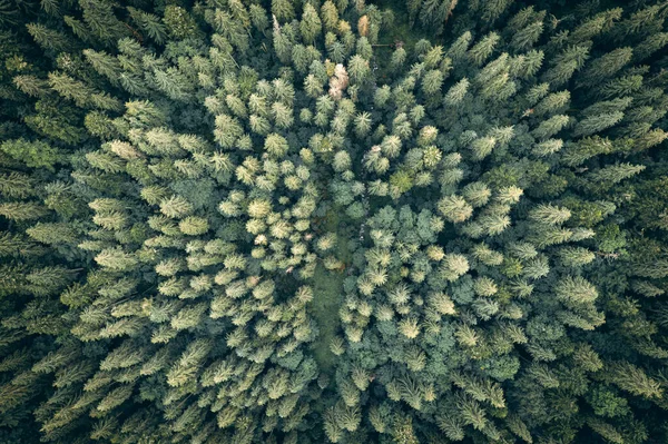 Alberi arancioni e rossi autunnali nella foresta colorata — Foto Stock