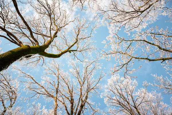 Vue du bas sur un f hiver arbres enneigés dans le ciel bleu — Photo