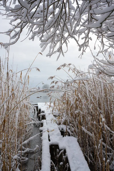 Cisne sozinho nada na água do lago de inverno na hora do nascer do sol — Fotografia de Stock