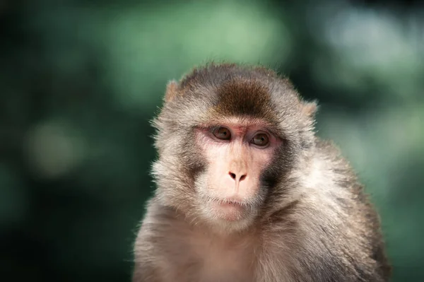 Portrait of a Rhesus macaque monkey — Stock Photo, Image