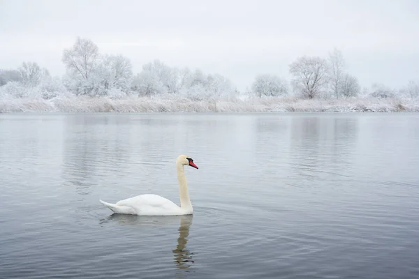Alone white swan swim in the winter lake water in sunrise time — Stock Photo, Image