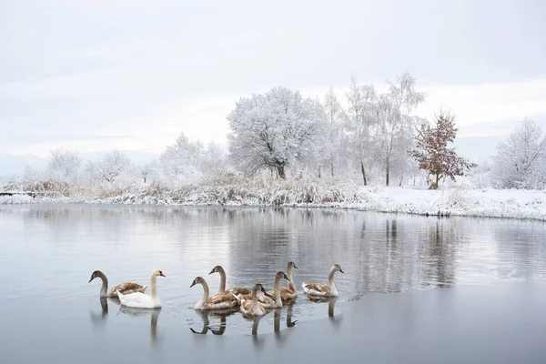 La familia de los cisnes nada en el agua del lago de invierno en el amanecer —  Fotos de Stock