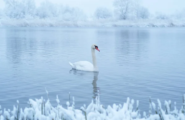 Allein schwimmt ein weißer Schwan im winterlichen Seewasser bei Sonnenaufgang — Stockfoto