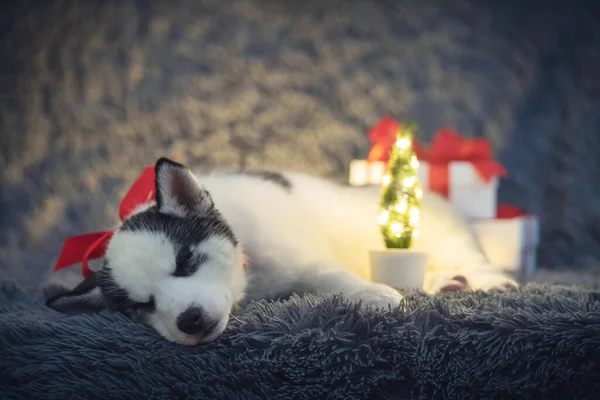 Un piccolo cane bianco cucciolo di razza siberiana husky — Foto Stock