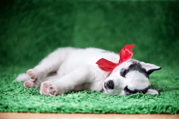 Mały biały pies szczeniak rasy syberyjskiej husky — Zdjęcie stockowe