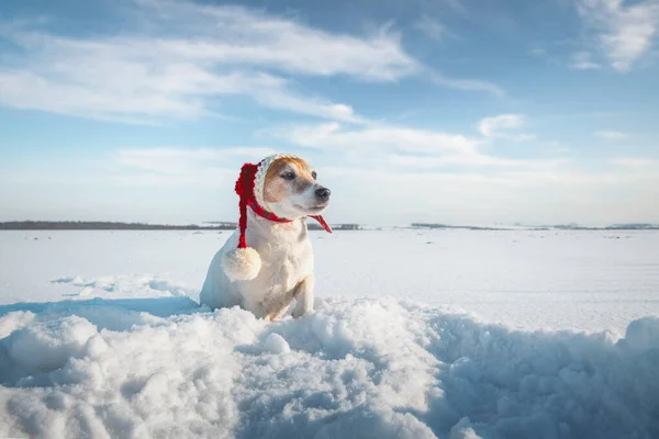 Белый Джек Руссель терьер щенок в стильной красной шляпе Санты — стоковое фото