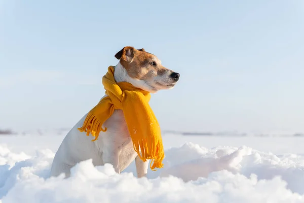 White jack russel terrier puppy in stylish yellow scalf — Stock Photo, Image