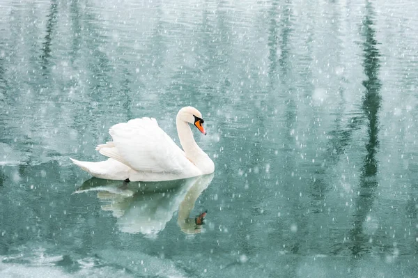 Одинокий белый лебедь плавает в зимней воде озера на восходе солнца — стоковое фото