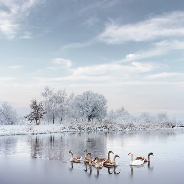 Cisnes família nada na água do lago de inverno ao nascer do sol — Fotografia de Stock