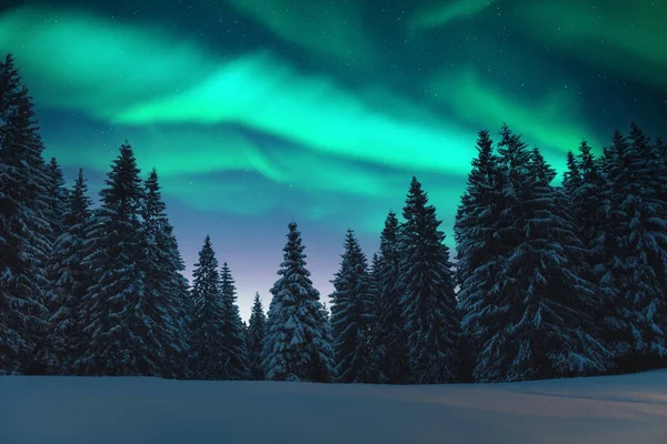 Northern lights in winter forest — Stock Photo, Image