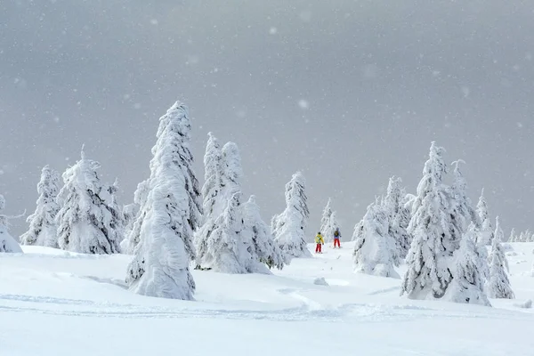 Traumhafte Landschaft mit schneebedeckten Bäumen und zwei Freeridern — Stockfoto
