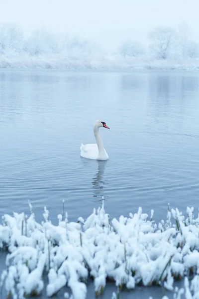 Cigno bianco solitario nuotare nell'acqua del lago invernale all'alba — Foto Stock