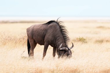 Büyük Afrika antilobu Gnu sarı kuru çimenlerde yürüyor.