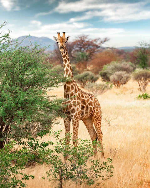 Young giraffe walking in african bush — Stock Photo, Image