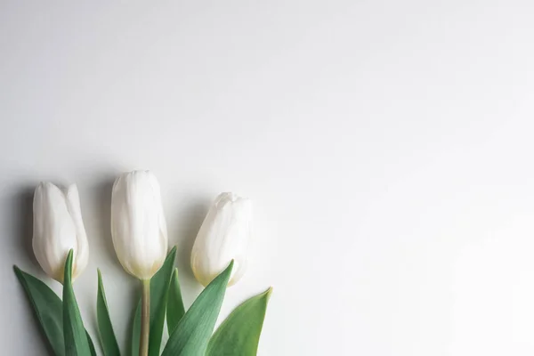 Witte tulp bloemen op wit papier — Stockfoto