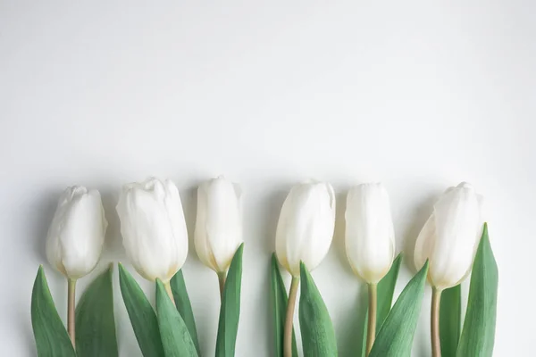 White tulip flowers in a row on white paper — Stock Photo, Image