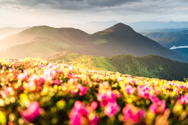 Rózsaszín rododendron virágok a hegyekben — Stock Fotó