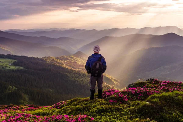 Fotograf na łące gór porośnięty kwiatami rododendronu — Zdjęcie stockowe