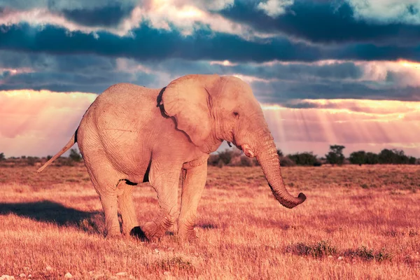 Vista da vicino del grande elefante africano — Foto Stock