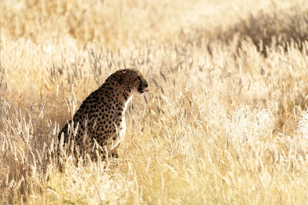 Cheetah sentado na grama amarela seca da savana africana — Fotografia de Stock