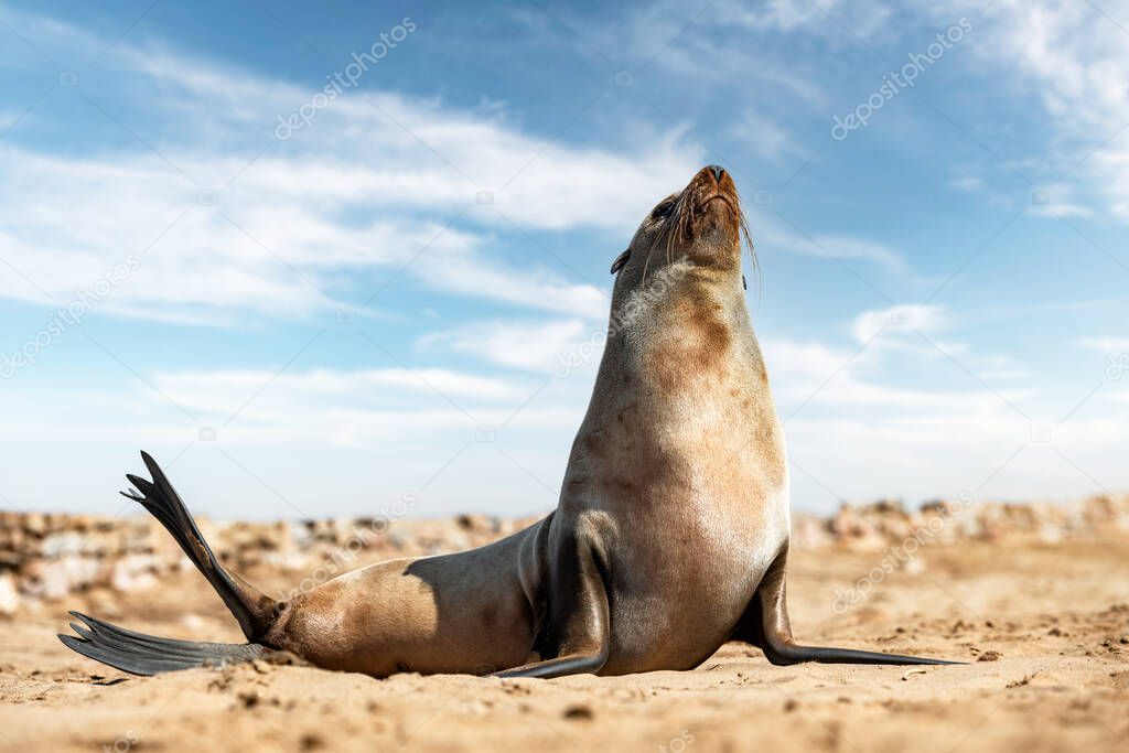 Fur seal enjoy the heat of the sun