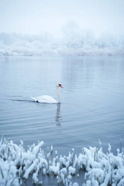 Alone white swan swim in the winter lake water in sunrise time — Stock Photo, Image