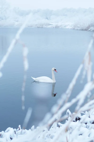 Одинокий белый лебедь плавает в зимней воде озера на восходе солнца — стоковое фото