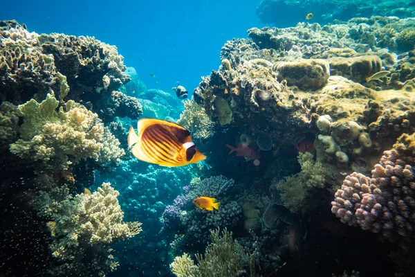 Peixe-bunner amarelo num recife de coral no Mar Vermelho — Fotografia de Stock