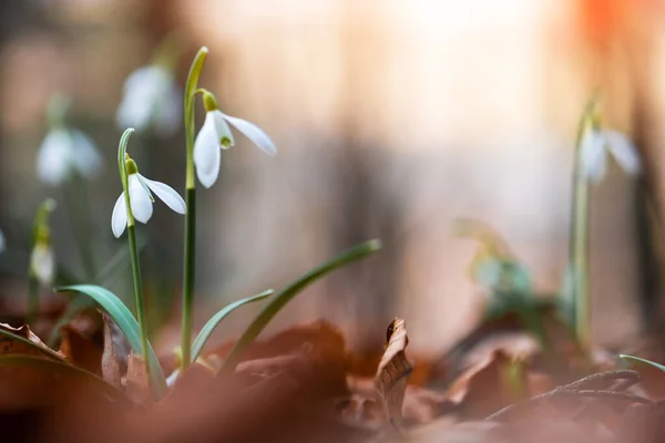 Flor de nieve en el prado de primavera — Foto de Stock