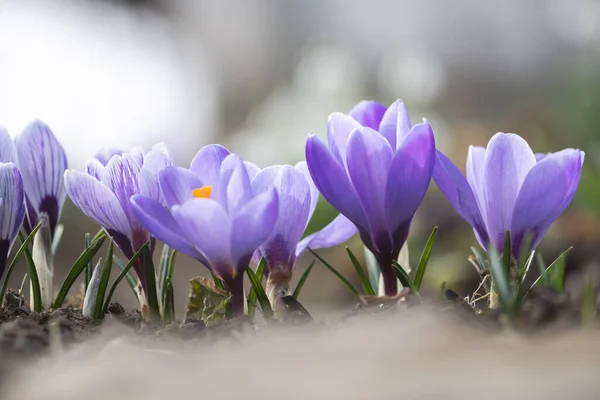 Único crocus flor primavera na grama verde closeup — Fotografia de Stock