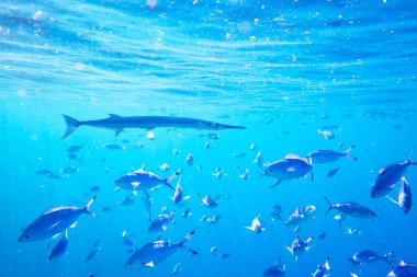 Needlefish yüzme ve beslenme okulunda Caesio suevica balığı
