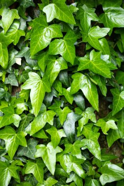 Bir ağaç gövdesinin parçası.