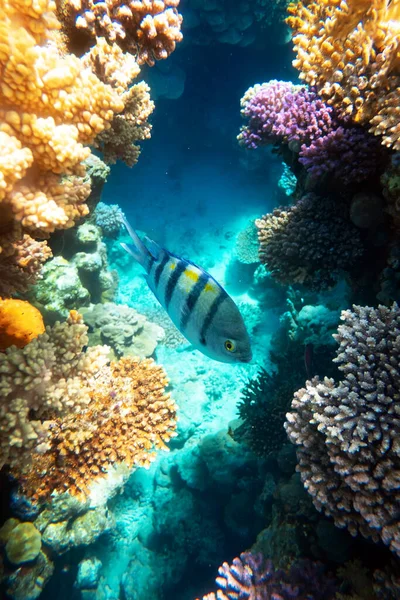 Sergeant Major Fish school on a coral reef in the Red Sea — Stock Photo, Image