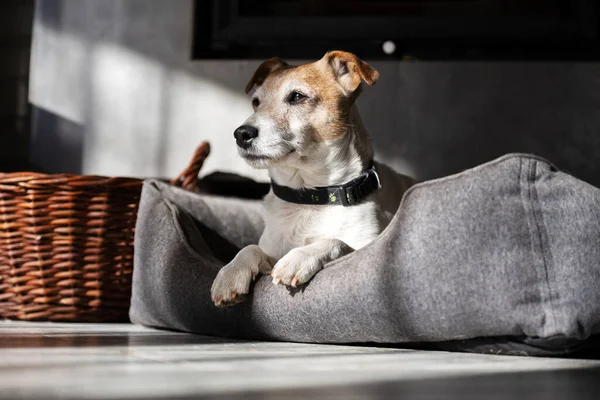 纯正的男性Jack Russell Terrier躺在床上 — 图库照片
