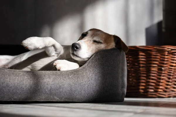 Gefokte man Jack Russell Terrier ligt in zijn bed — Stockfoto