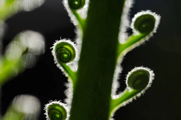 Nahaufnahme einer jungen Palme mit spiralförmig gebogenen Blättern — Stockfoto
