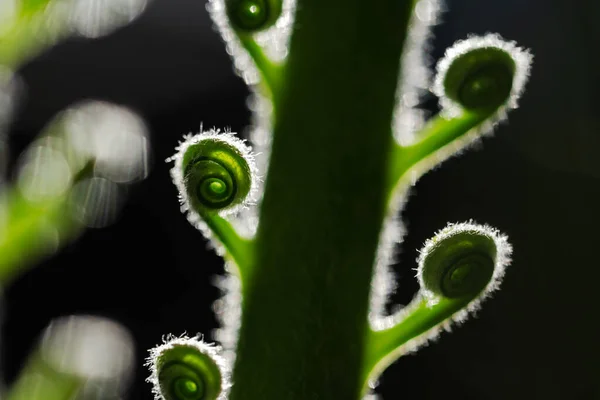 Primer plano de una palmera joven con hojas curvadas en espiral — Foto de Stock