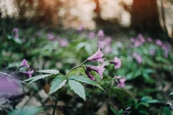 Krásná fialová jarní květina v lesních listech — Stock fotografie