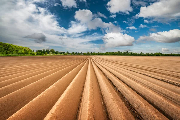 Landbouwveld met gelijkmatige rijen in het voorjaar — Stockfoto