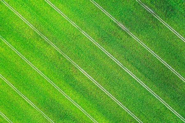 Aerial photo flying over green grain wheat field — Stock Photo, Image