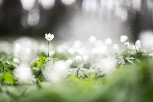 Fiori di anemone bianco nella foresta primaverile primo piano — Foto Stock