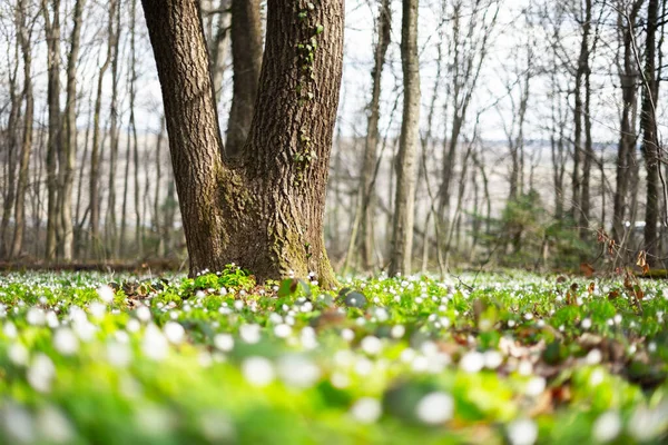 Vit trä anemon blommor på våren skog närbild — Stockfoto