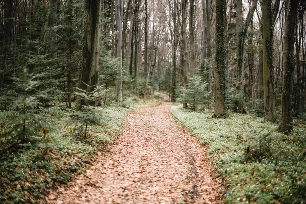Bela floresta perene com pinheiros e trilha — Fotografia de Stock