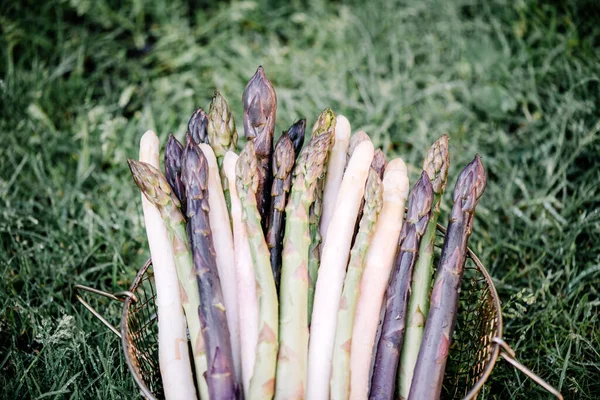 Asparagus sprouts in hands of a farmer — Stock Photo, Image