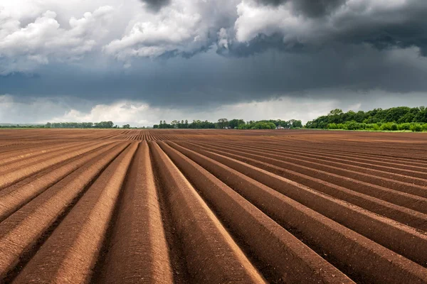 Landbouwveld met gelijkmatige rijen in het voorjaar — Stockfoto