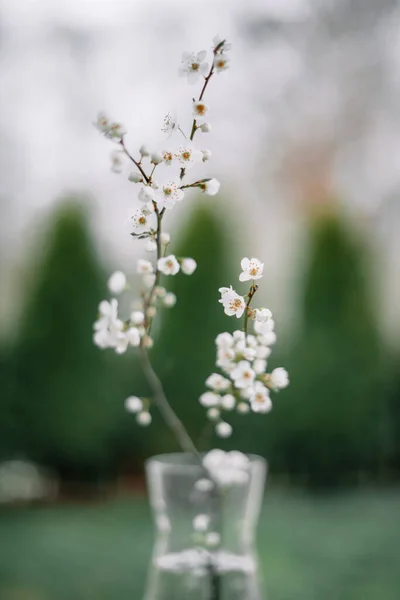Weiße Kirschblüten Zweig auf Glasvase zur Frühlingszeit — Stockfoto