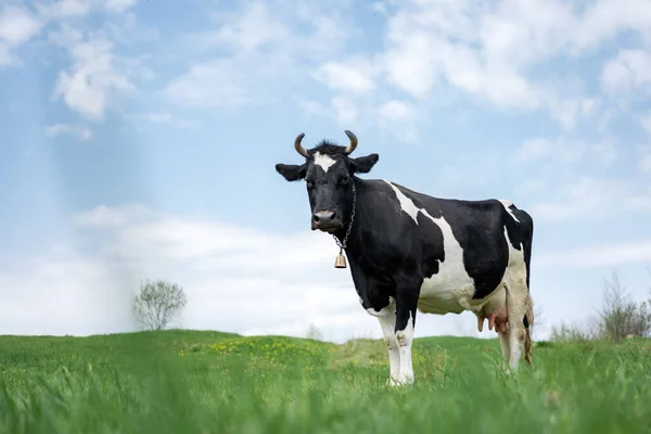 Fekete-fehér tehén a zöld mezőn — Stock Fotó
